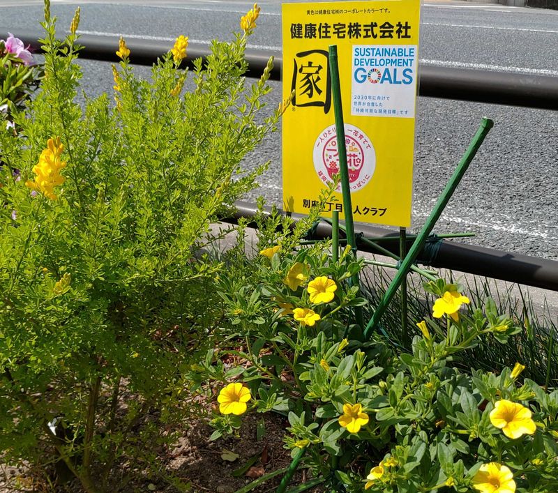 力強く咲き続ける黄色い花 健康news 福岡で注文住宅を建てるなら 外断熱にこだわる 健康住宅へ