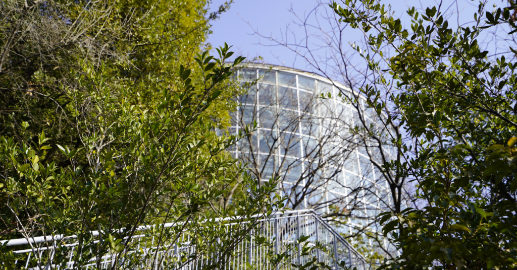 ステップガーデンの木々越しに見上げたアクロス福岡の円形ガラスホール